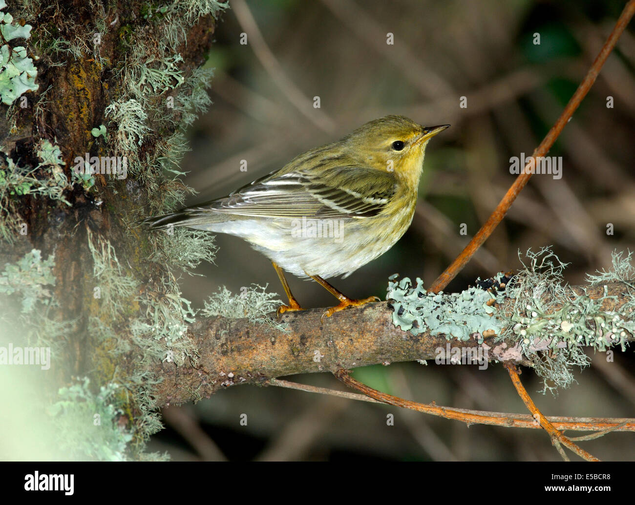 Blackpoll Trillo Dendroica striata Foto Stock