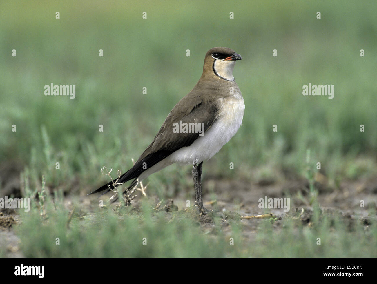 Black-winged Pratincole - Glareola pratincola Foto Stock