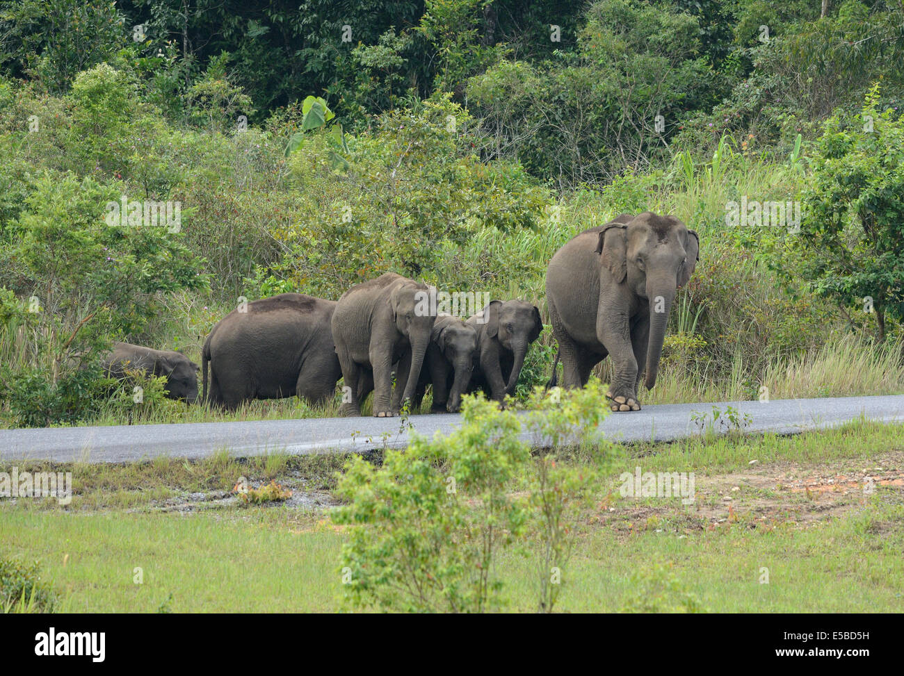 Bella famiglia di elefante asiatico (Elephas maximus) a Khao-Yai parco nazionale,Thailandia Foto Stock