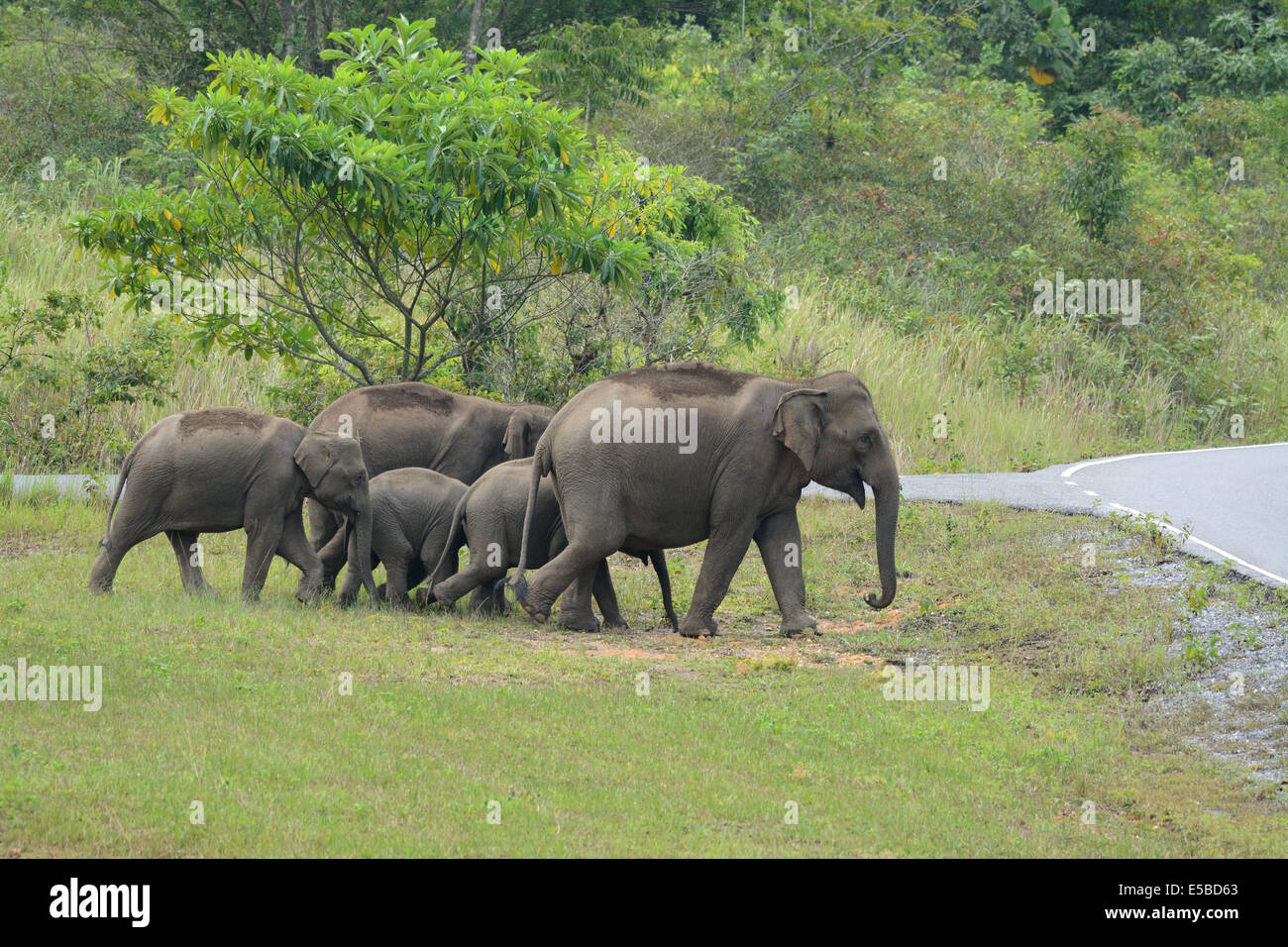 Bella famiglia di elefante asiatico (Elephas maximus) a Khao-Yai parco nazionale,Thailandia Foto Stock
