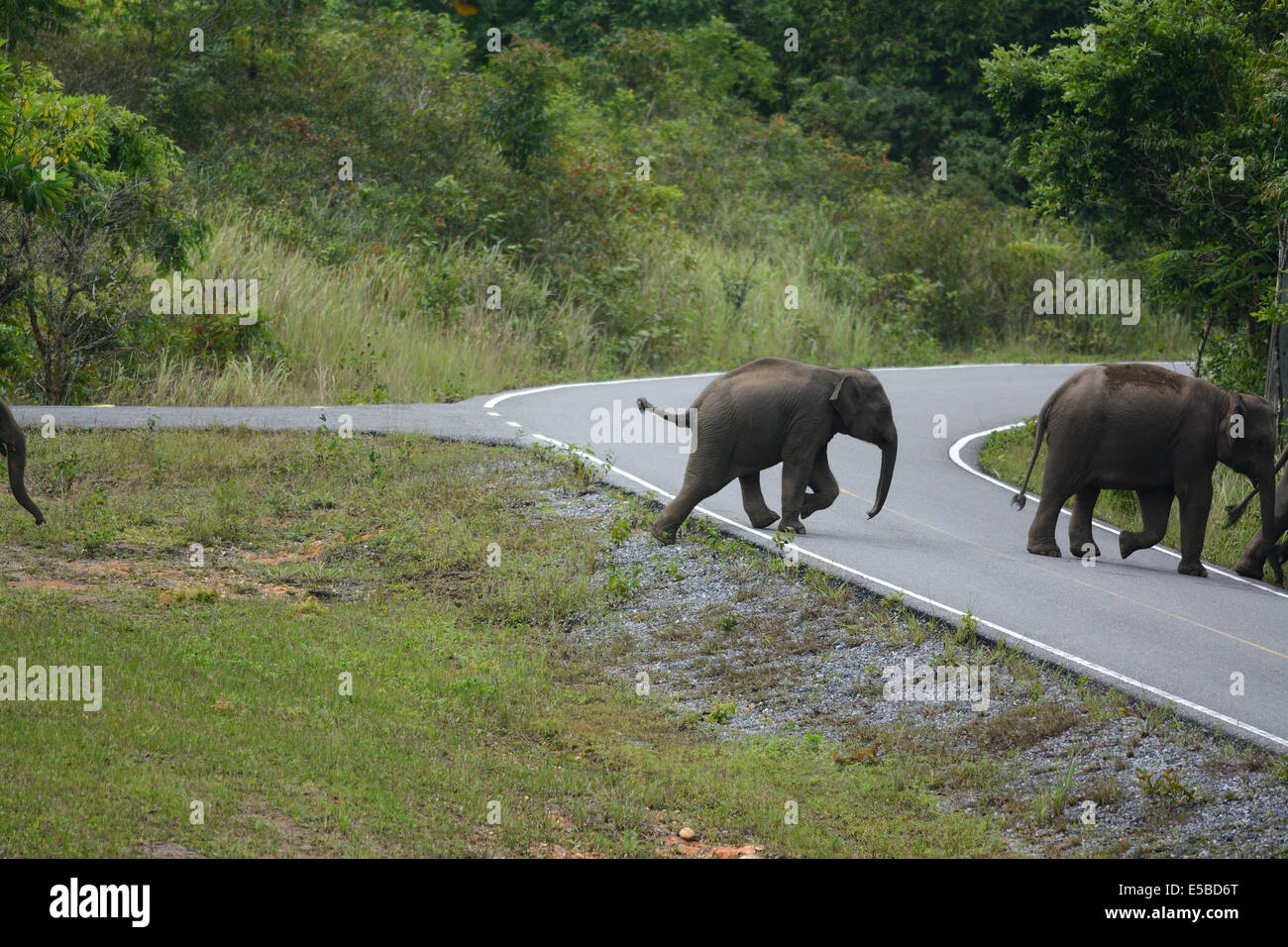 Bella famiglia di elefante asiatico (Elephas maximus) a Khao-Yai parco nazionale,Thailandia Foto Stock