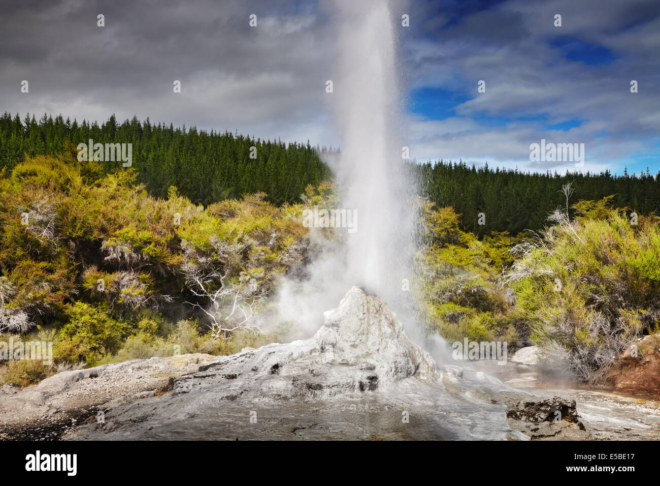 Lady Knox Geyser eruzione, Waiotapu, Nuova Zelanda Foto Stock