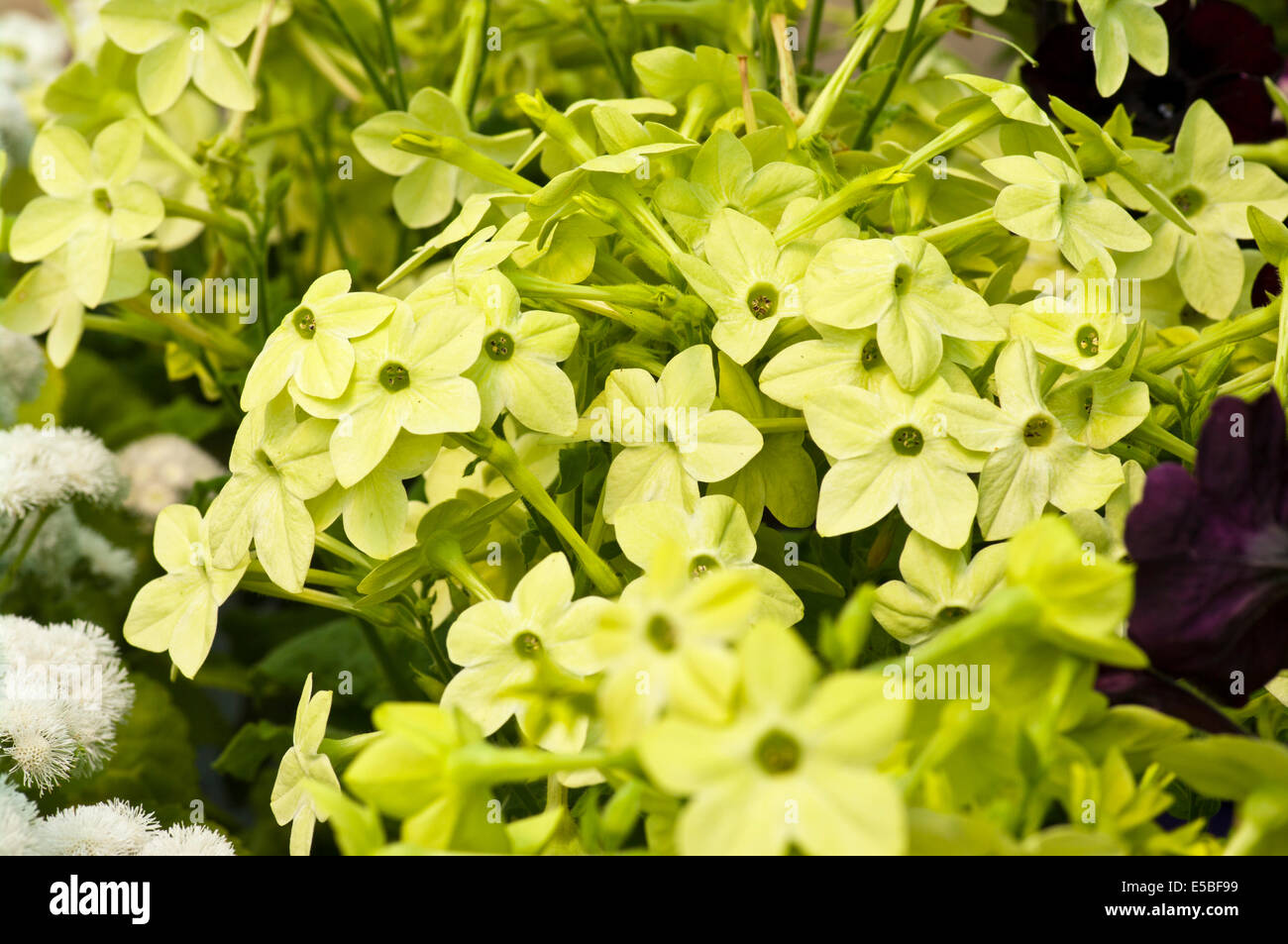 Verde pallido Nicotiana comunemente noto come le piante di tabacco Foto Stock