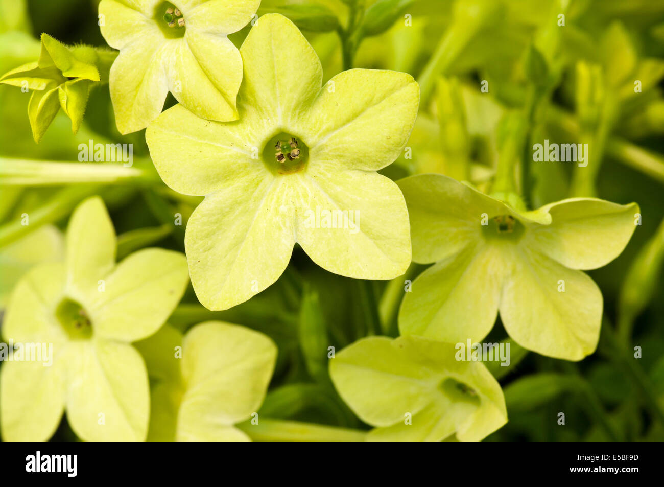 Verde pallido Nicotiana comunemente noto come le piante di tabacco Foto Stock