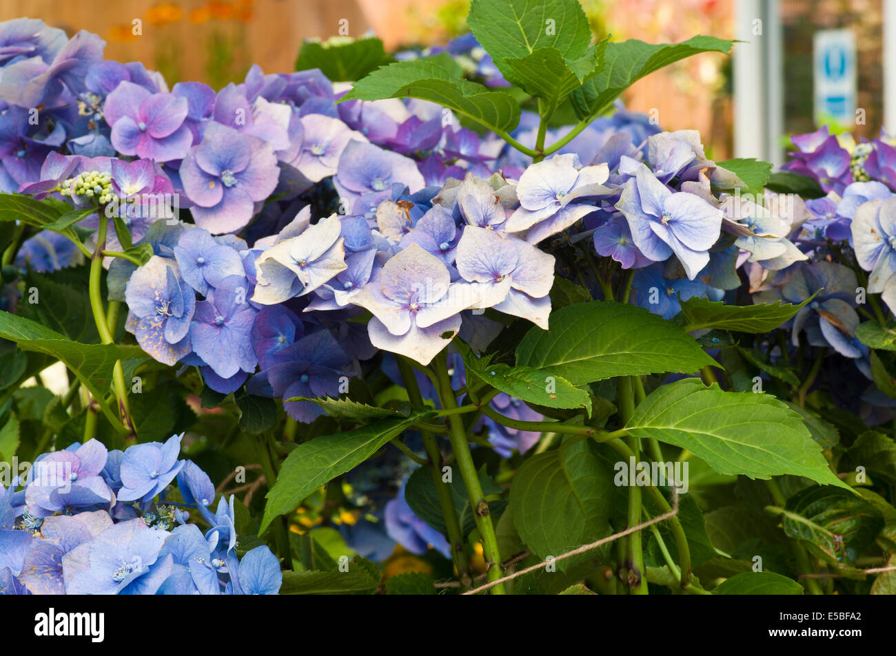 Blue Hydrangea macrophylla comunemente noto come bigleaf hydrangea, Francese hydrangea, lacecap hydrangea, mophead hydrangea penny mac Foto Stock