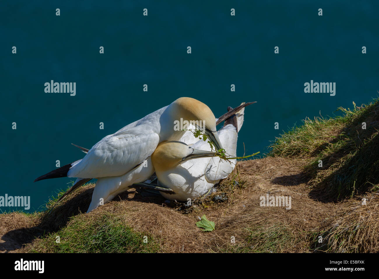 Una coppia di Northern sule (Morus bassanus; Sula bassana) legare come costruire un nido su una scogliera; Regno Unito Foto Stock