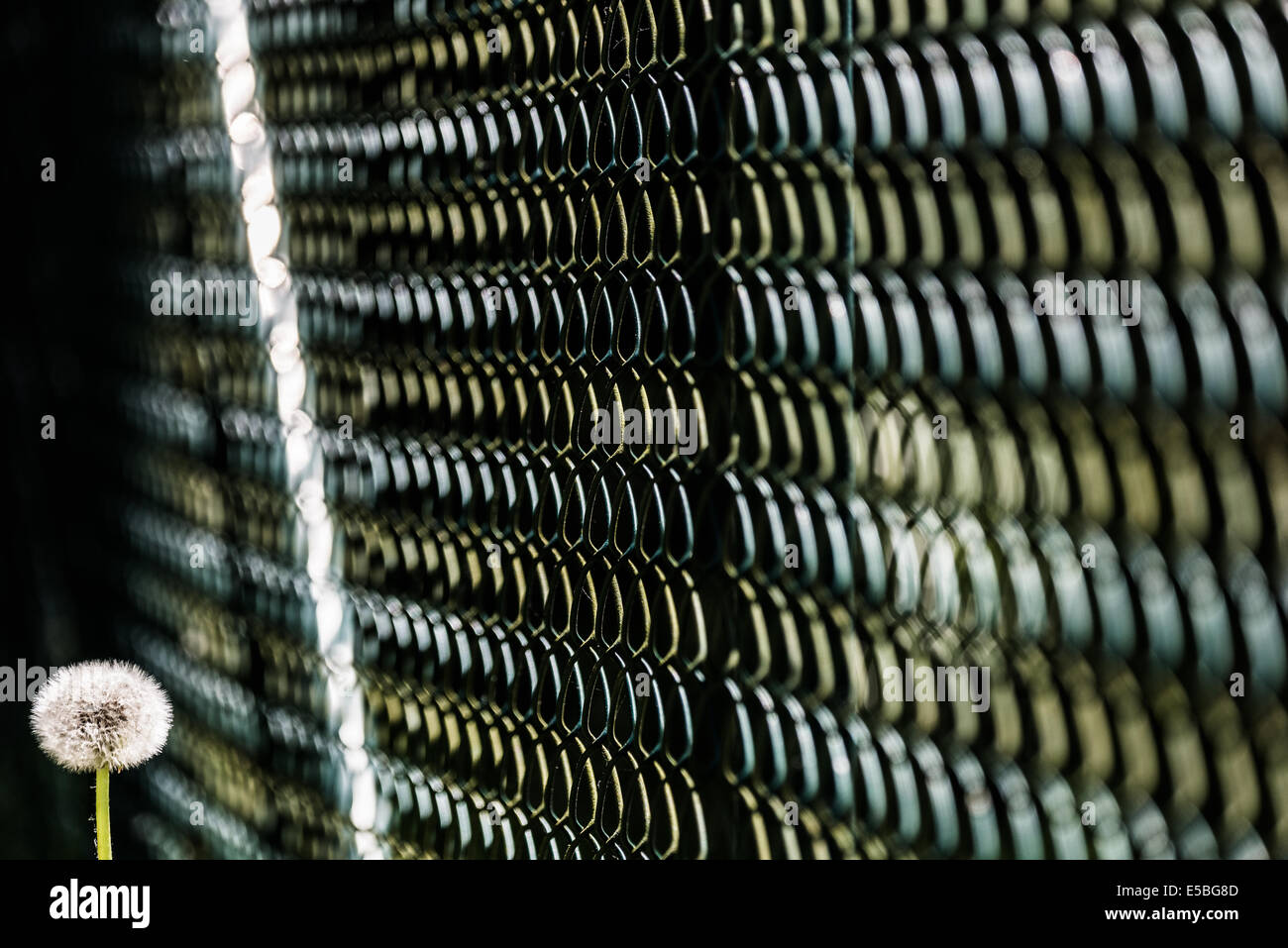 Fiore di tarassaco con recinzione metallica Foto Stock
