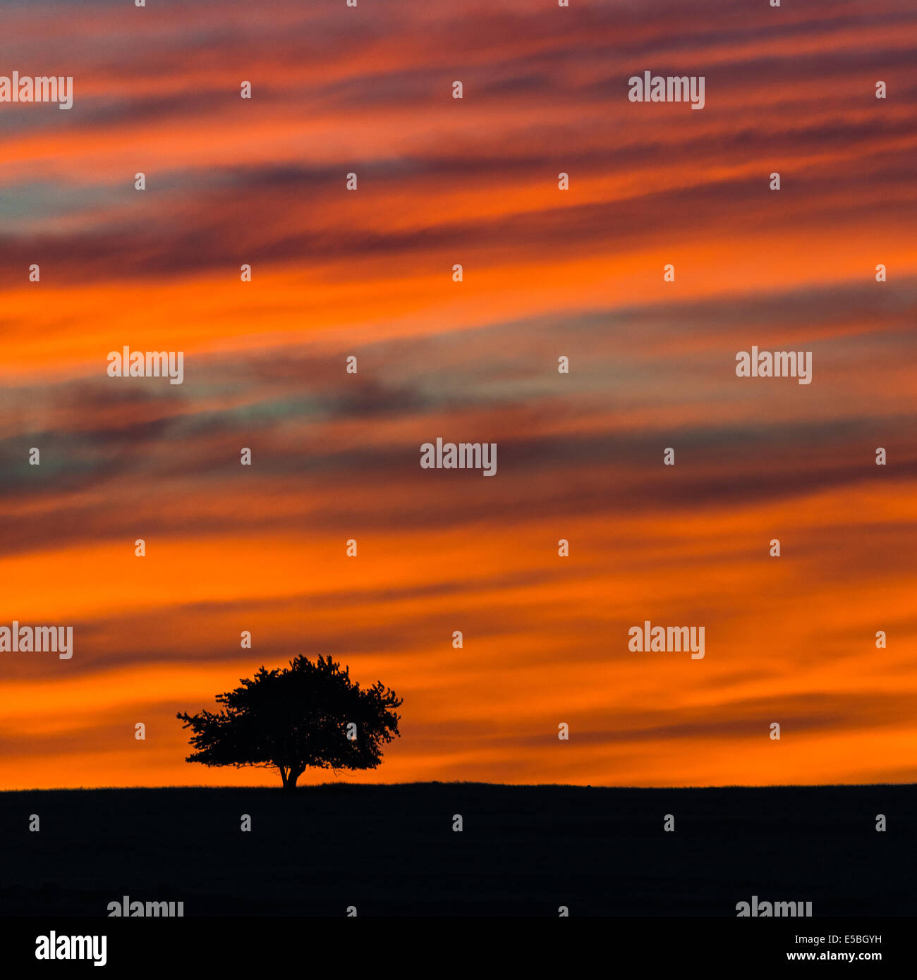 Silhouette di un singolo albero con drammatica sky Foto Stock