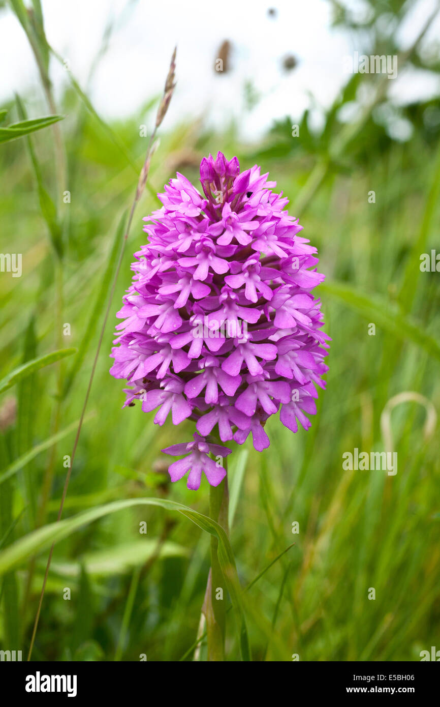 Orchide, Anacamptis pyramidalis, Chiltern Hills, Bedfordshire Foto Stock