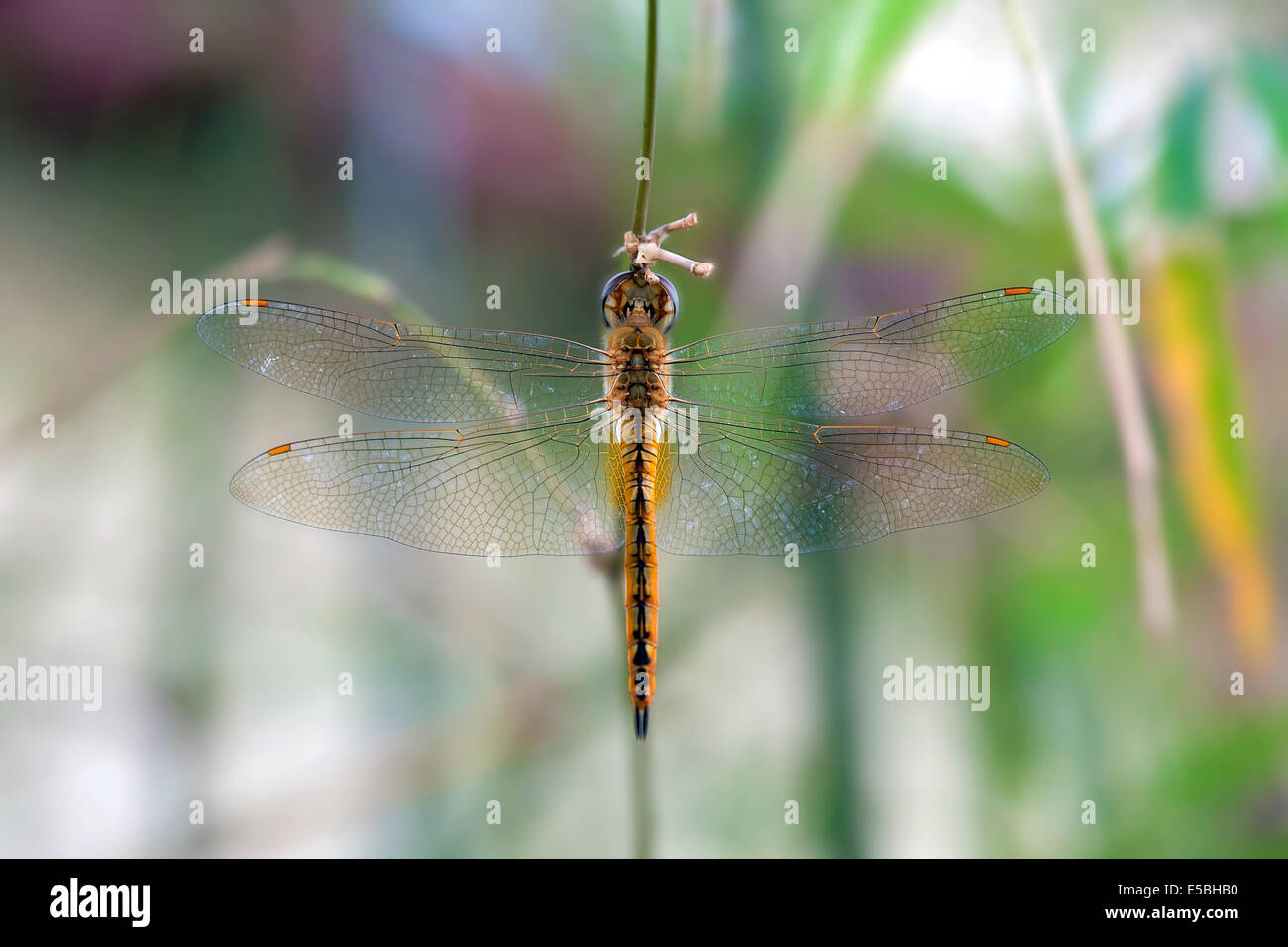 Dragonfly appeso su un impianto ramoscello contro sfondo sfocato Closeup Macro Foto Stock