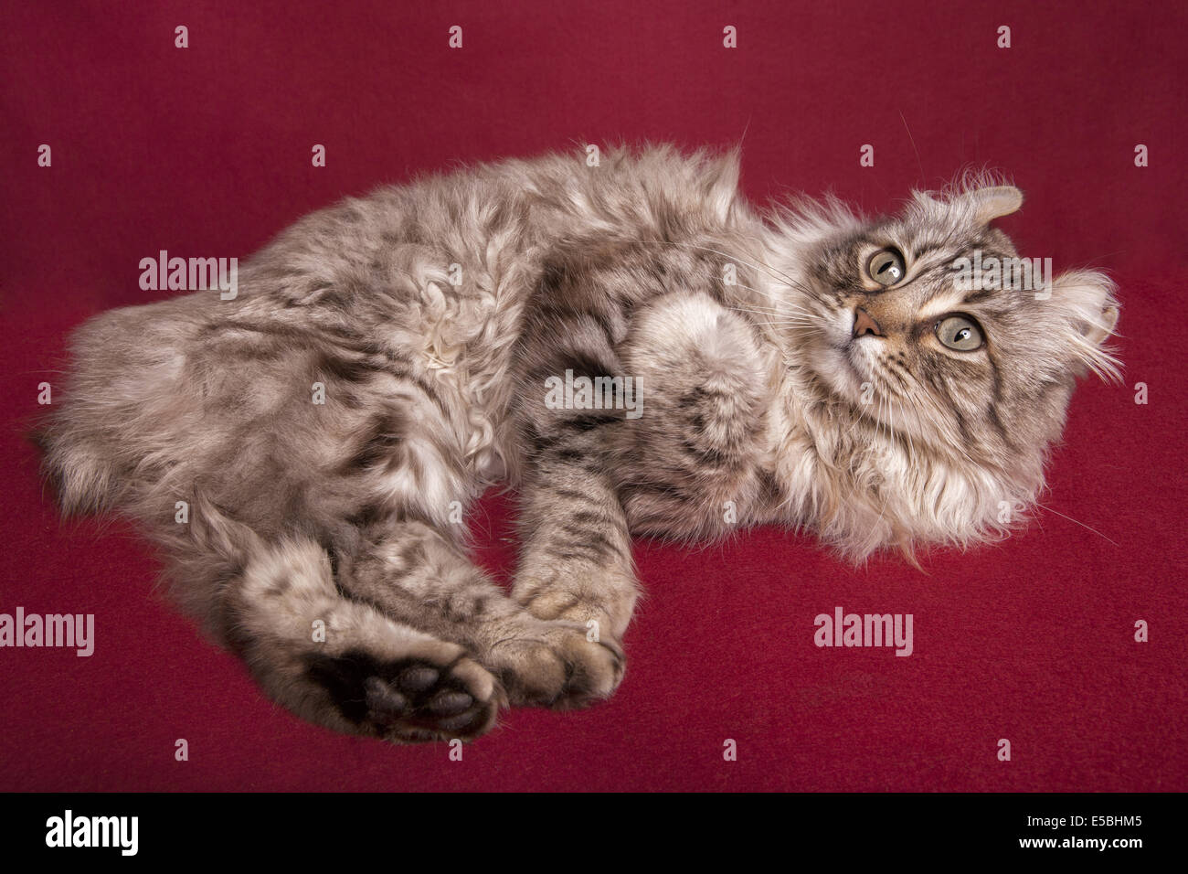 Highland Lynx Gatto sdraiato su sfondo rosso Foto Stock