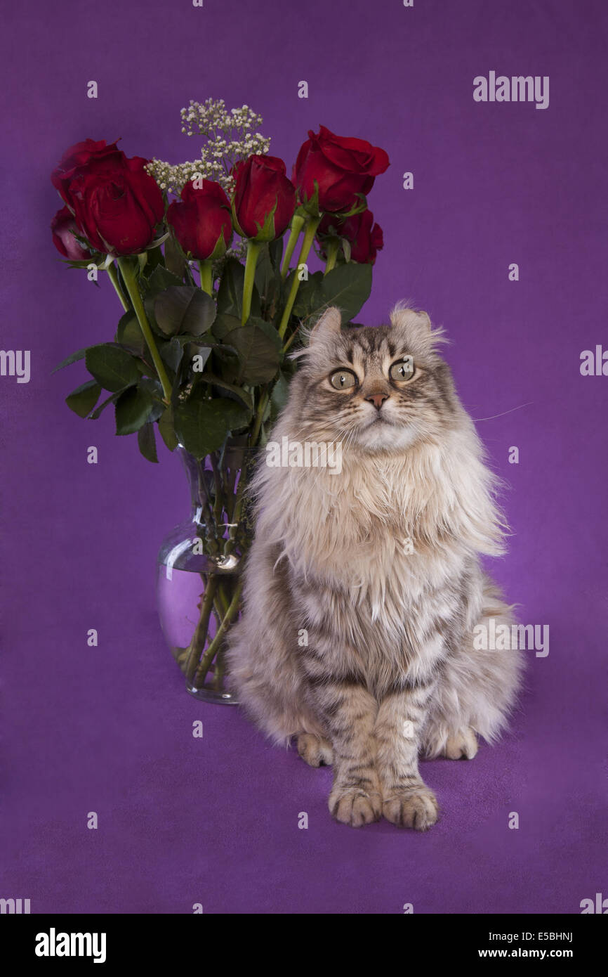 Highland Lynx cat seduto con bouquet di rose rosse su sfondo viola Foto Stock