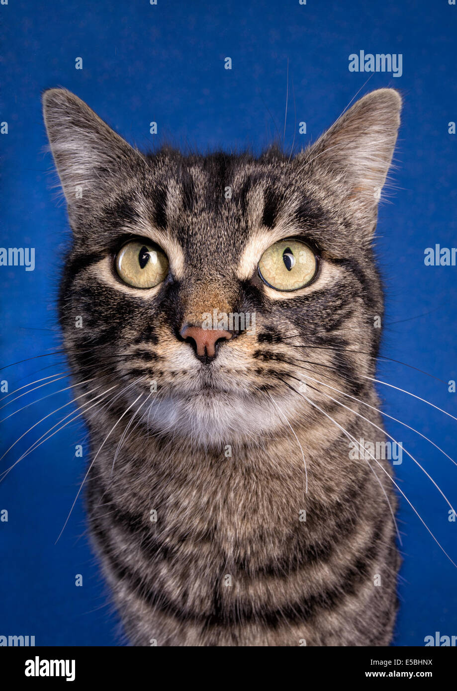 Da vicino il colpo di testa di nero tabby manx cat con grandi occhi oro su sfondo blu Foto Stock