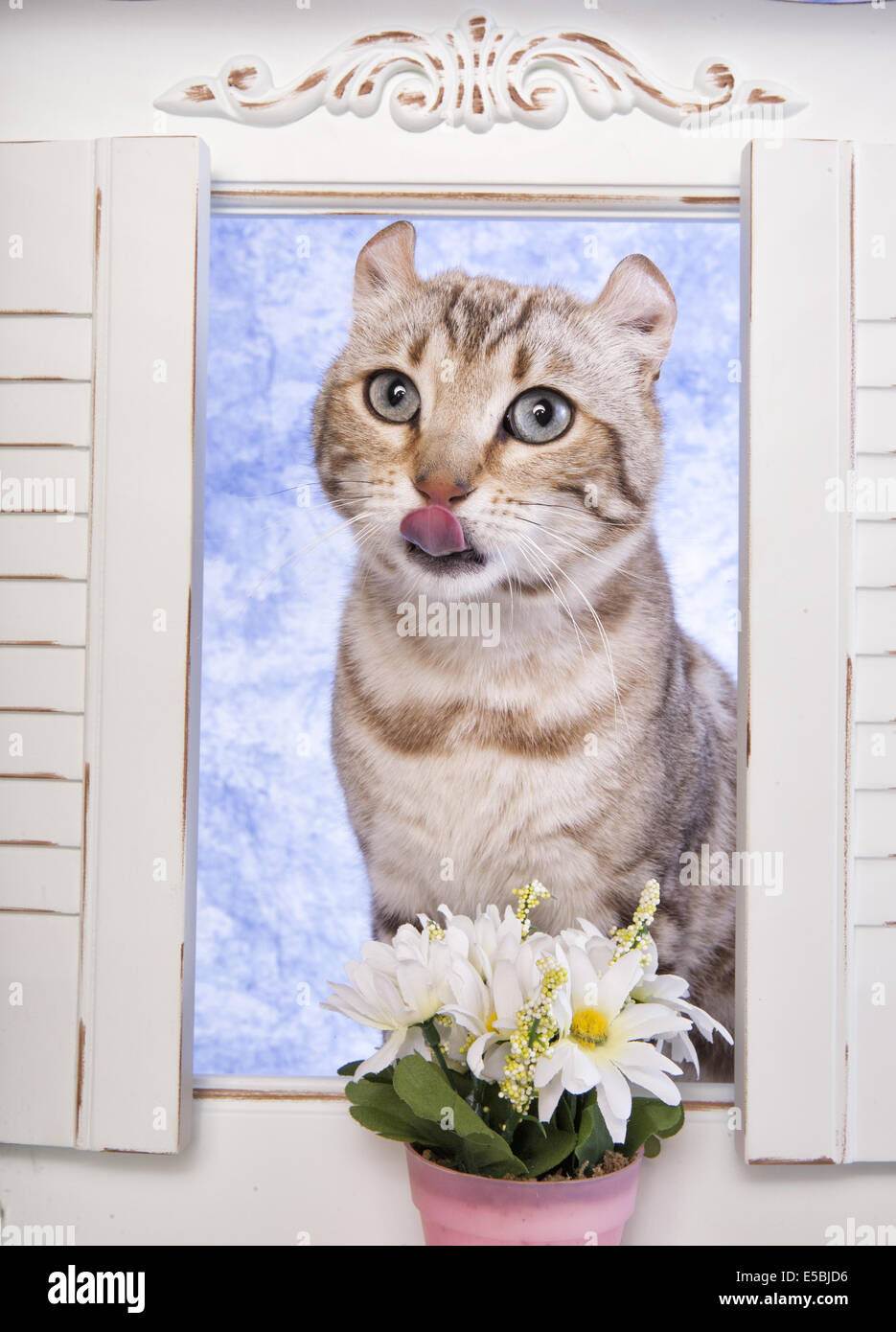 Highland Lynx cat guardando attraverso la finestrella con fiori e cielo blu sullo sfondo Foto Stock