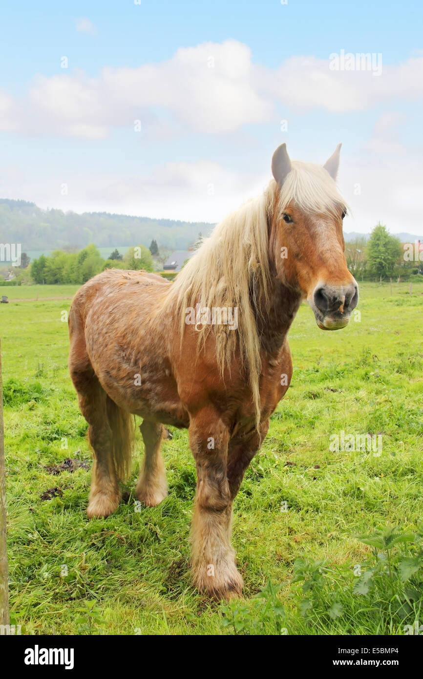Cavallo Percheron greezing in Torcy-le-Grand, Francia Foto Stock