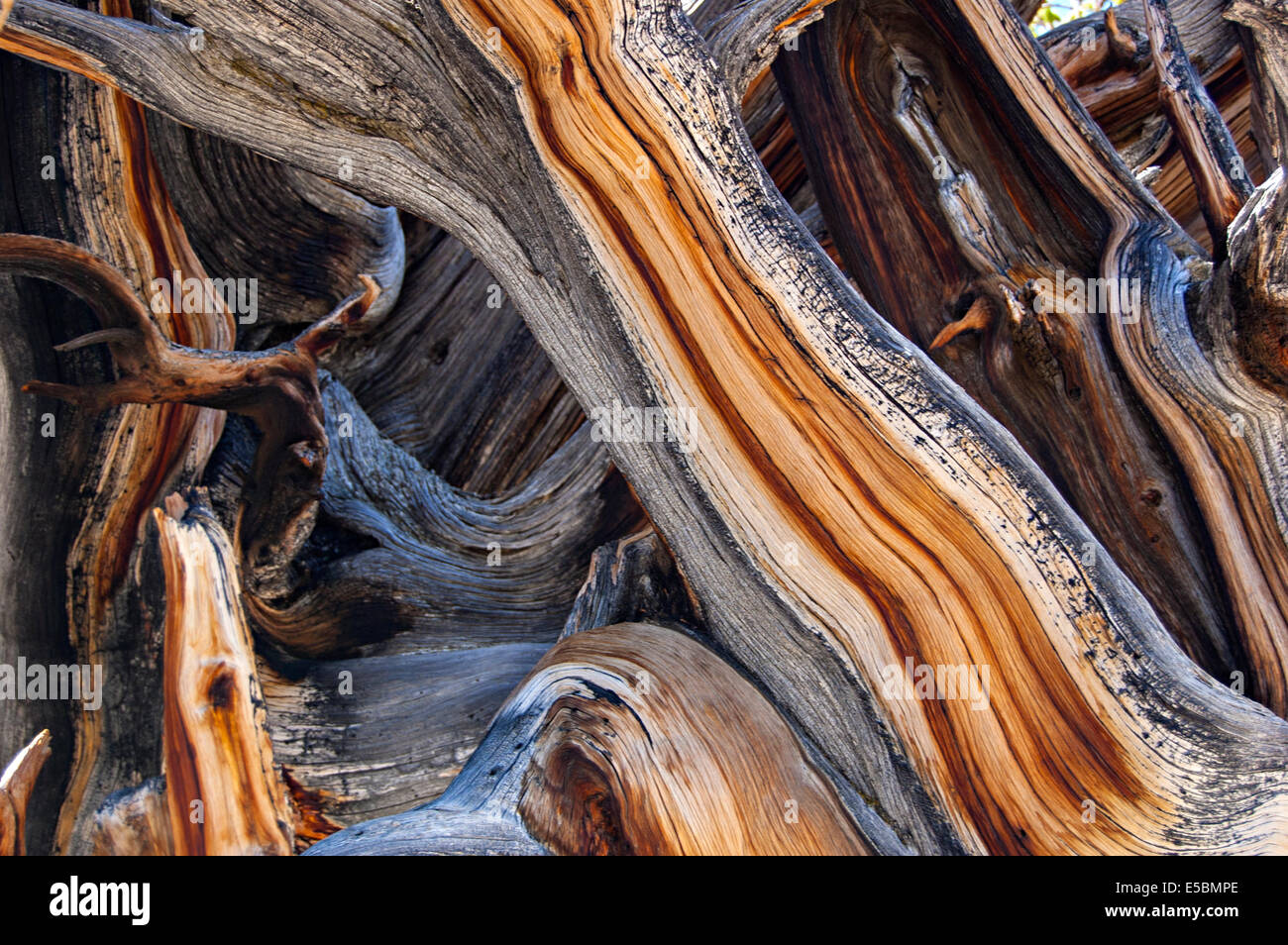 Bristlecone antica foresta di pini, White Mountains, CALIFORNIA, STATI UNITI D'AMERICA Foto Stock