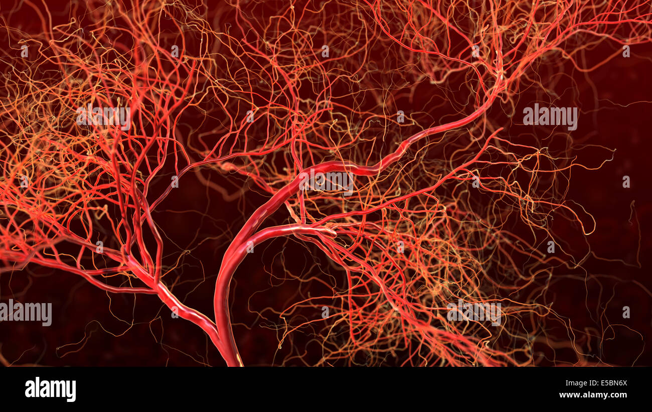 Nervoso o sistema di sangue. Illustrazione medica Foto Stock