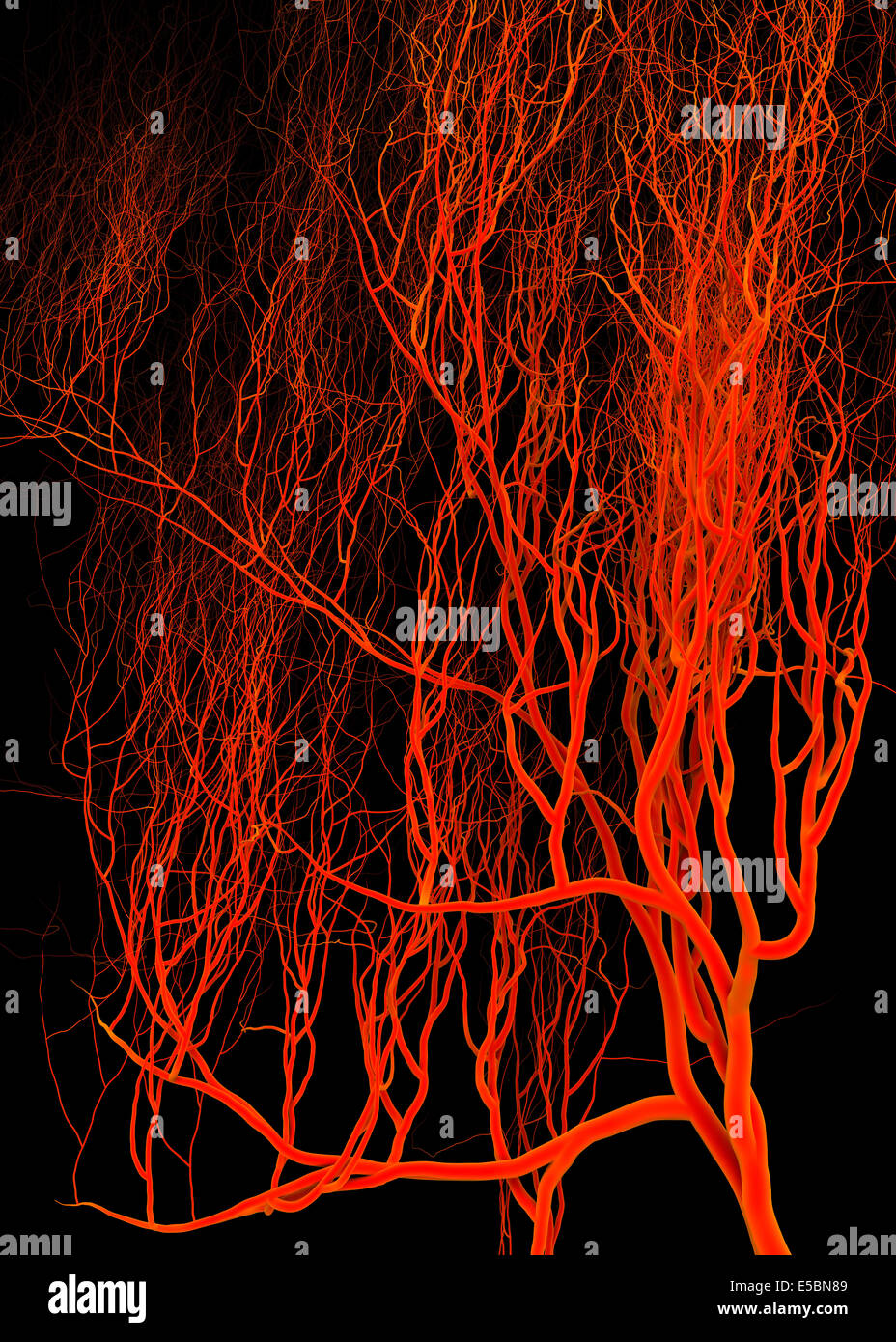 Nervoso o sistema di sangue. Illustrazione medica Foto Stock