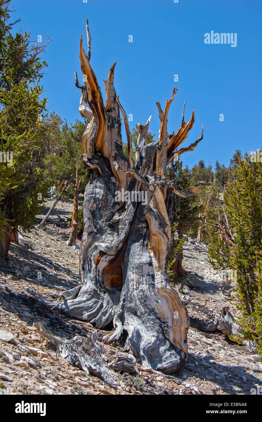 Bristlecone antica foresta di pini, White Mountains, CALIFORNIA, STATI UNITI D'AMERICA Foto Stock