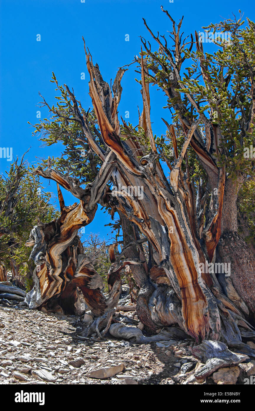 Bristlecone antica foresta di pini, White Mountains, CALIFORNIA, STATI UNITI D'AMERICA Foto Stock