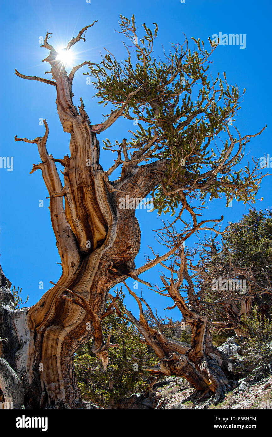Bristlecone antica foresta di pini, White Mountains, CALIFORNIA, STATI UNITI D'AMERICA Foto Stock