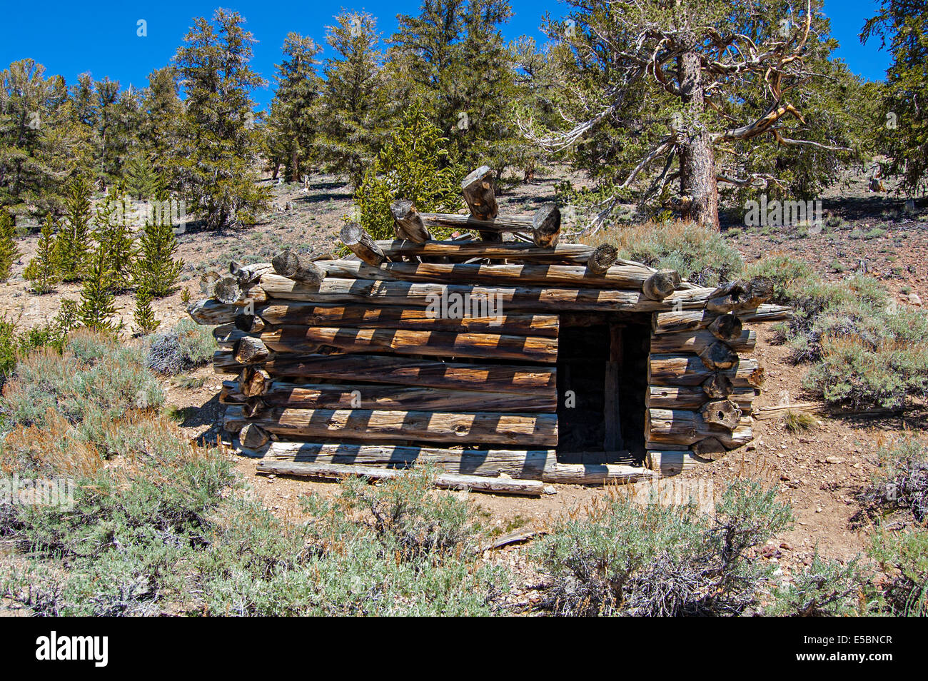 Bristlecone antica foresta di pini, White Mountains, CALIFORNIA, STATI UNITI D'AMERICA Foto Stock