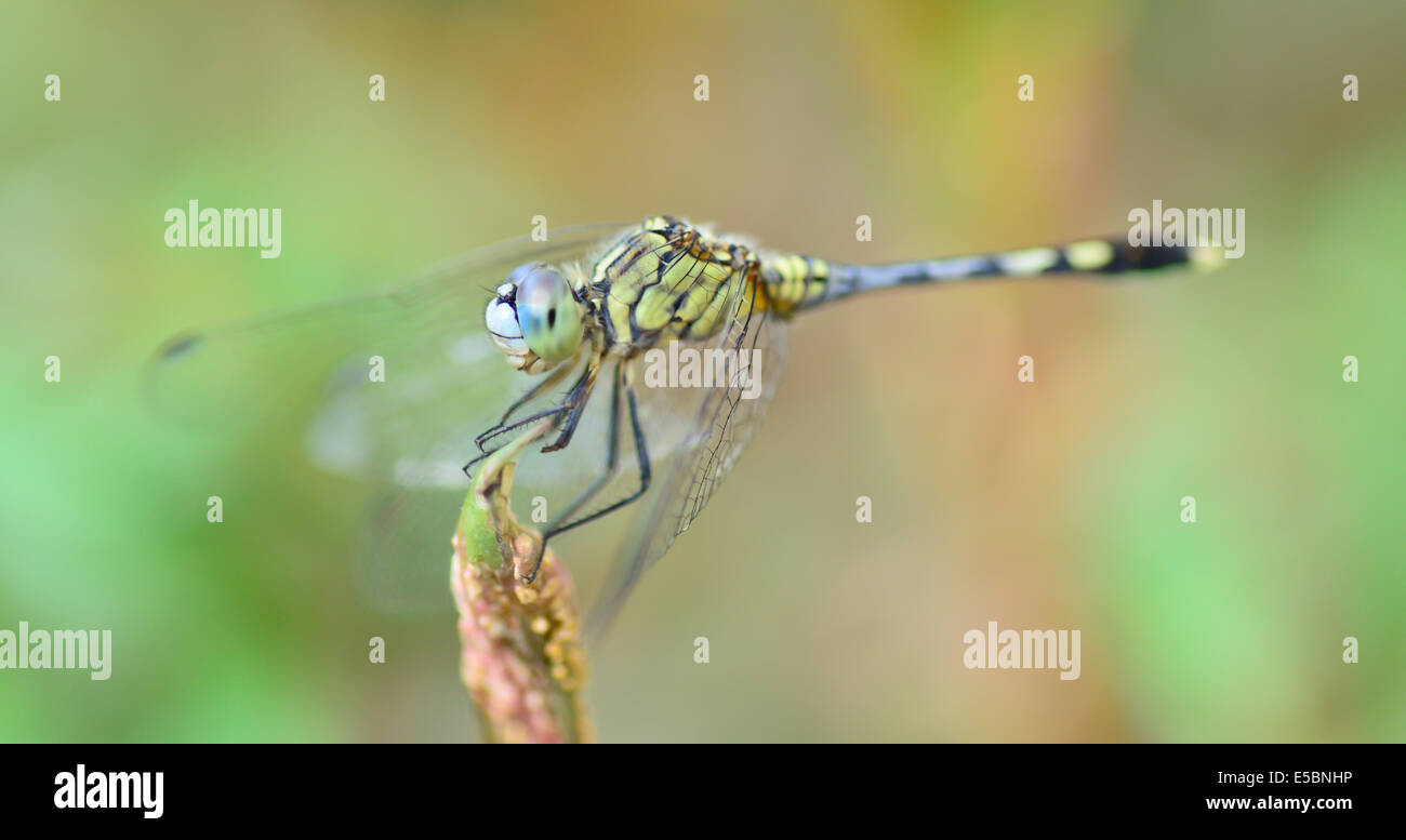 Macro di blu giallo dragonfly in piedi sul ramo verde ; messa a fuoco selettiva in occhi con sfocatura sullo sfondo Foto Stock