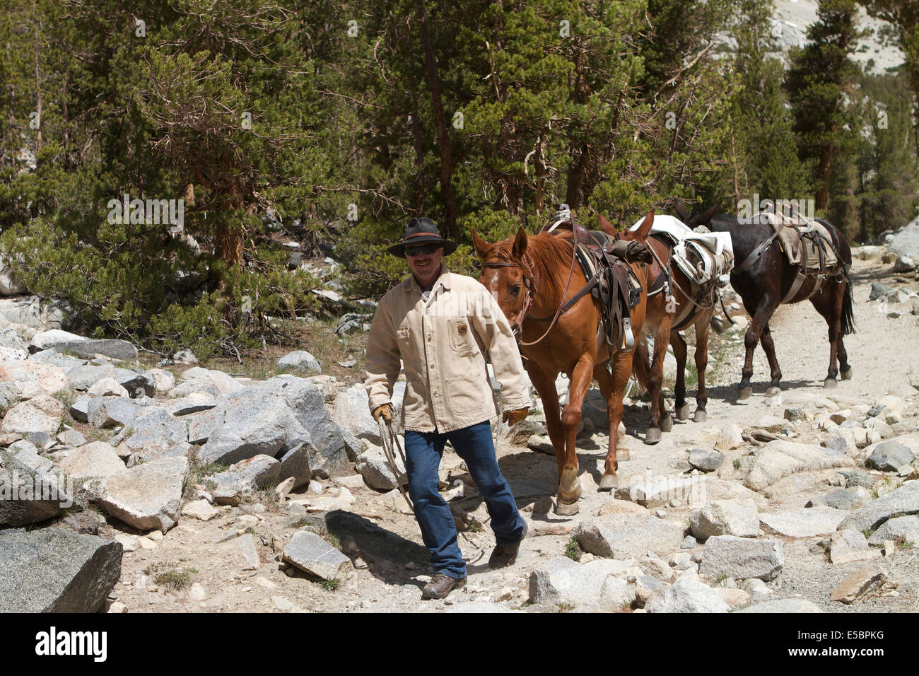 Una guida packhorse portando il suo cavallo e muli lungo un sentiero nelle montagne della Sierra Nevada Foto Stock