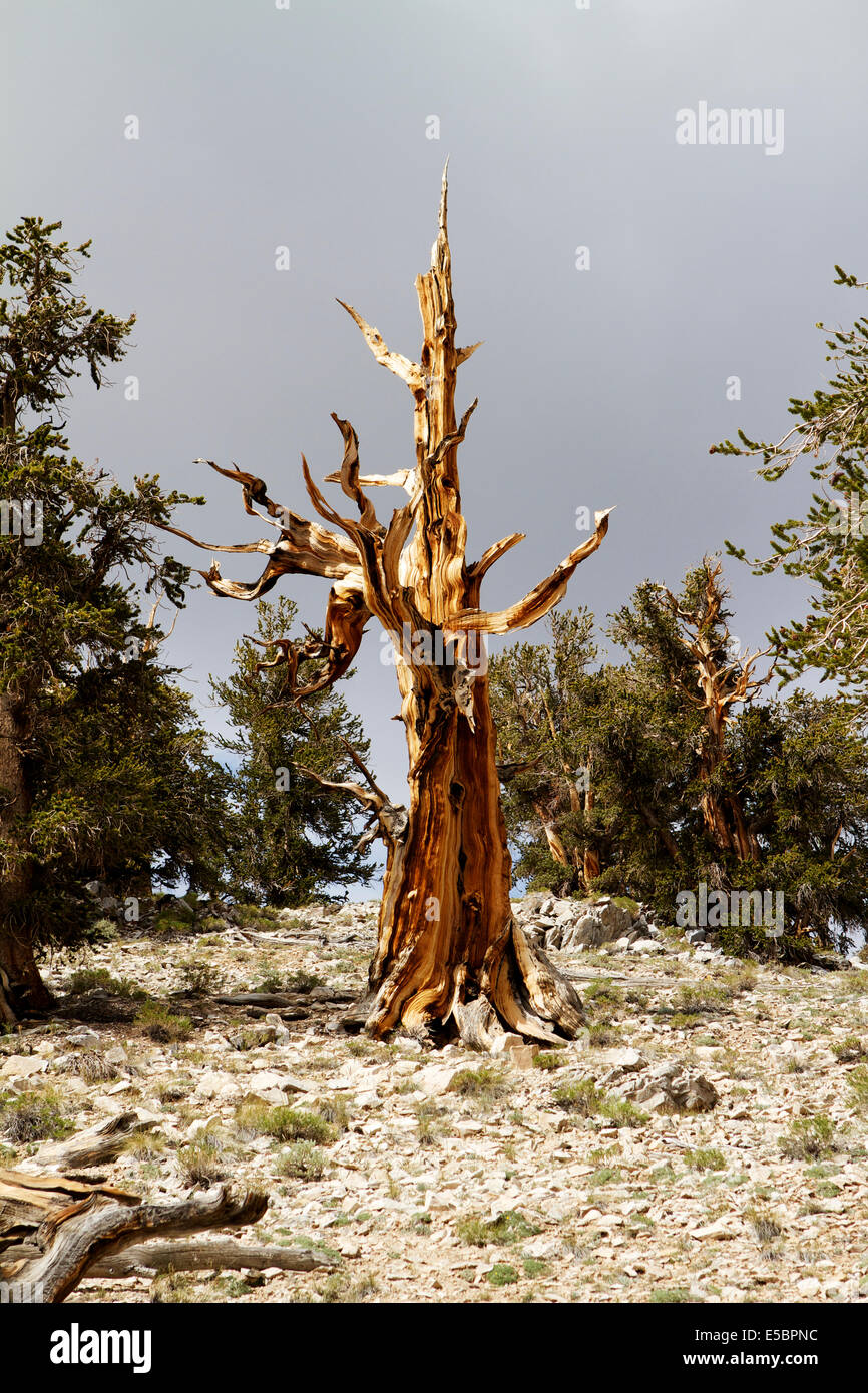 Antica Bristlecone pine tree al Patriarca grove nelle White Mountains della California Foto Stock