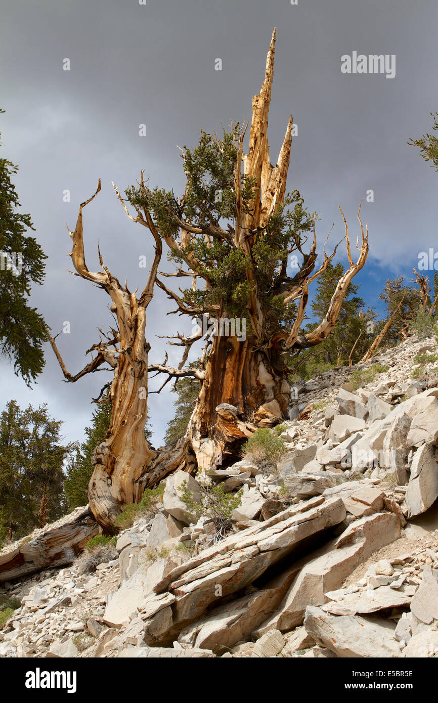 Antica Bristlecone pine tree al Patriarca grove nelle White Mountains della California Foto Stock