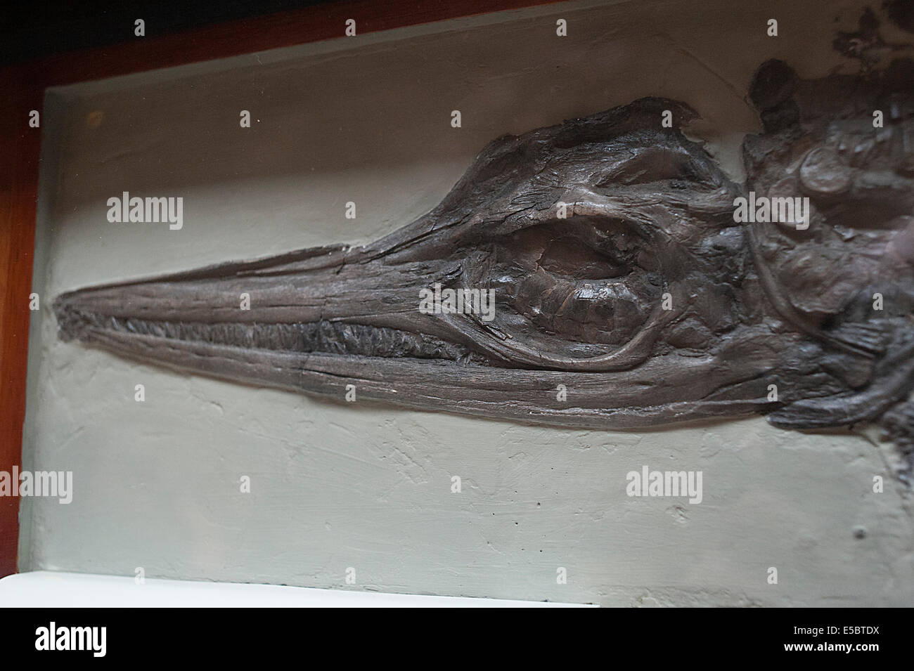 Rettile marino Ichthyosaurus sp., Giurassico Inferiore, Lyme Regis, Dorset Foto Stock