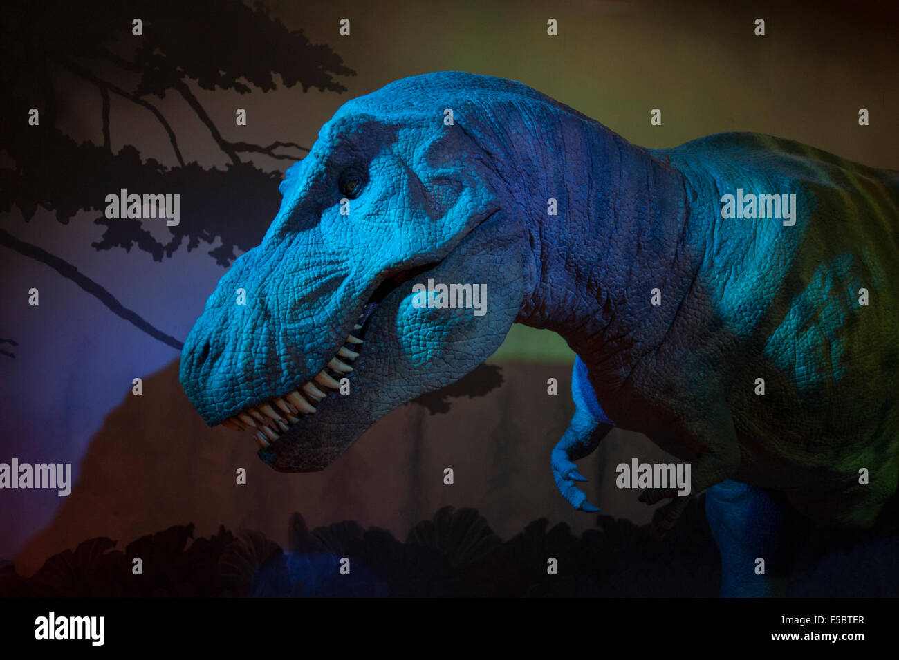 Recostruction del Tyrannosaurus rex, Cretacic superiore, Usa, London Natural History Museum Foto Stock