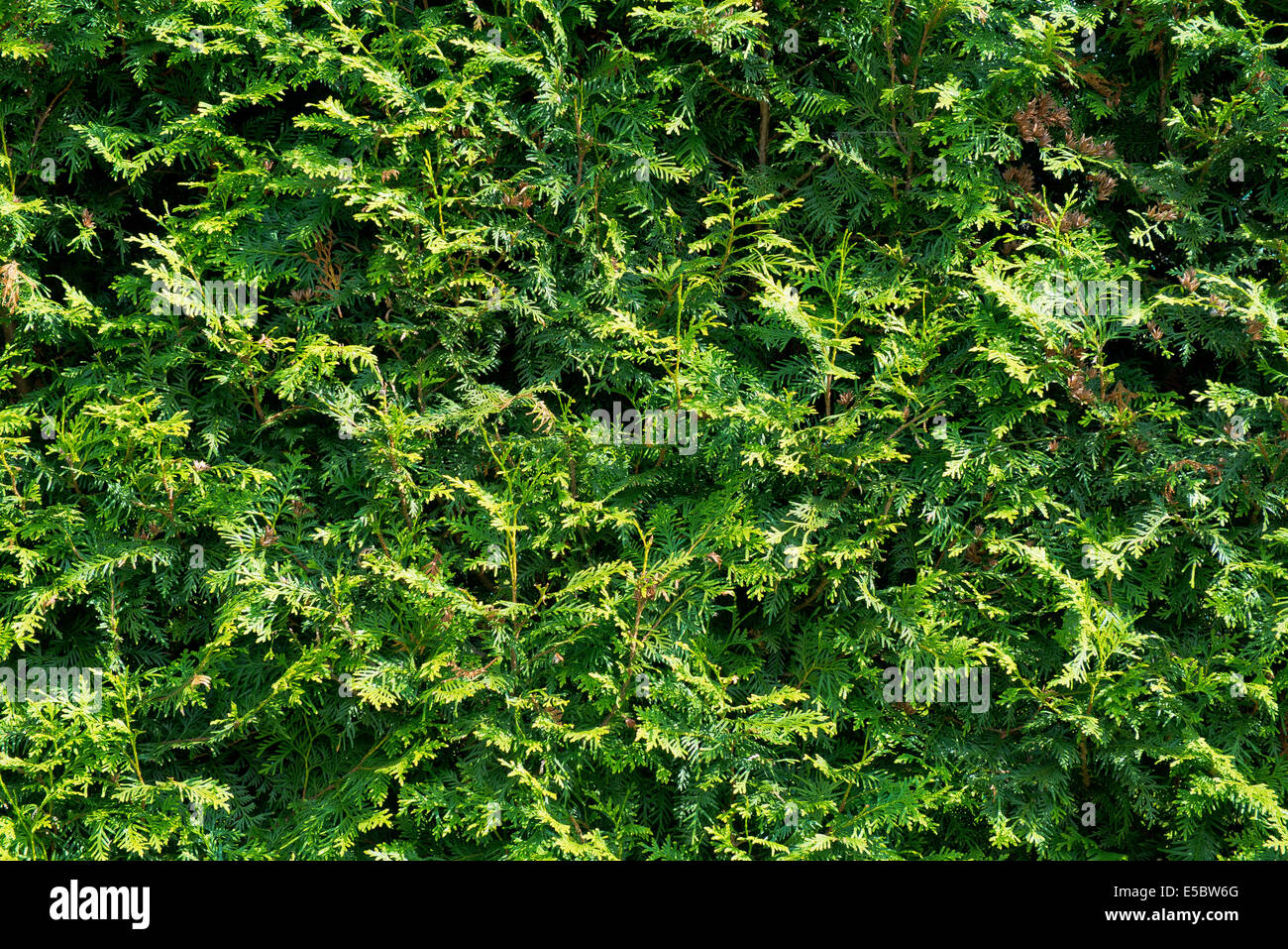 Sfondo verde - hedge una creatura di Thuja Foto Stock Sfondo verde - hedge una creatura di Thuja Foto Stock