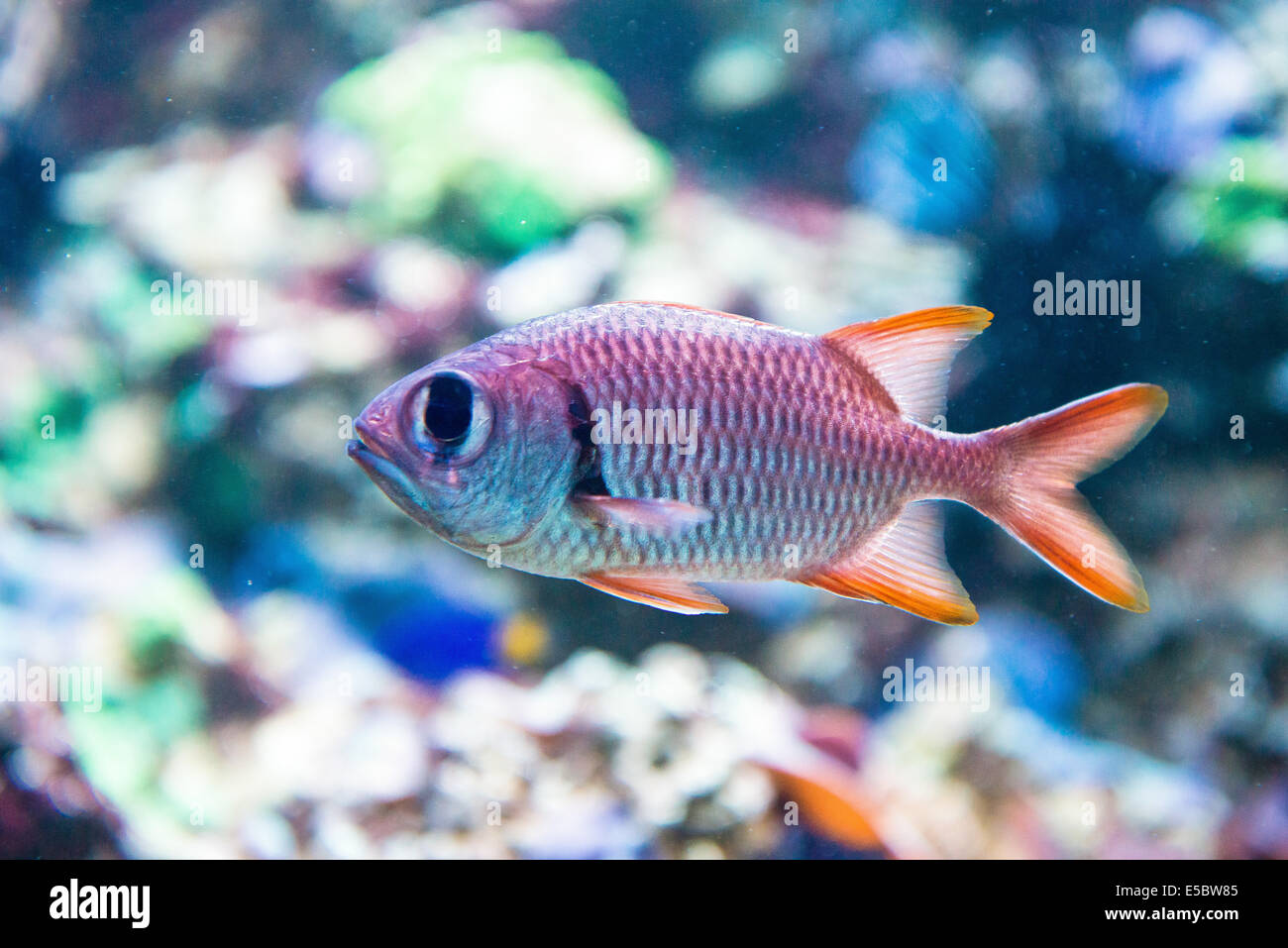 Pesci corallini Ehrenberg's snapper - Myripristis murdjan Foto Stock