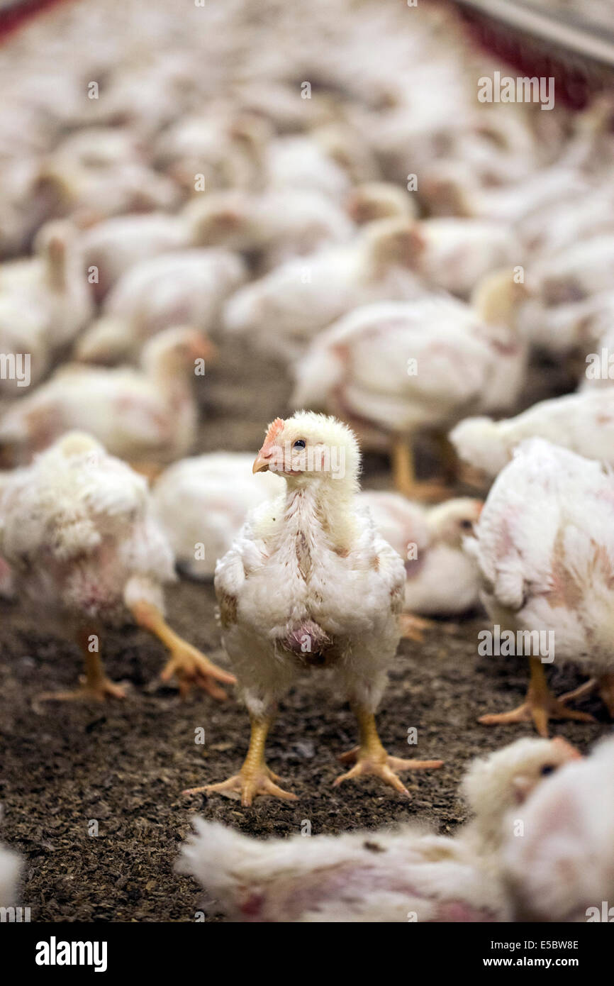 I polli nella penna di bestiame in una fattoria di pollo che non utilizza antibiotici nel loro allevamento. Eindhoven, Olanda Foto Stock