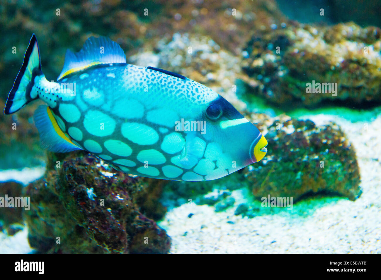 Pesci di mare - pagliaccio pesci balestra - Balistoides conspicillum Foto Stock