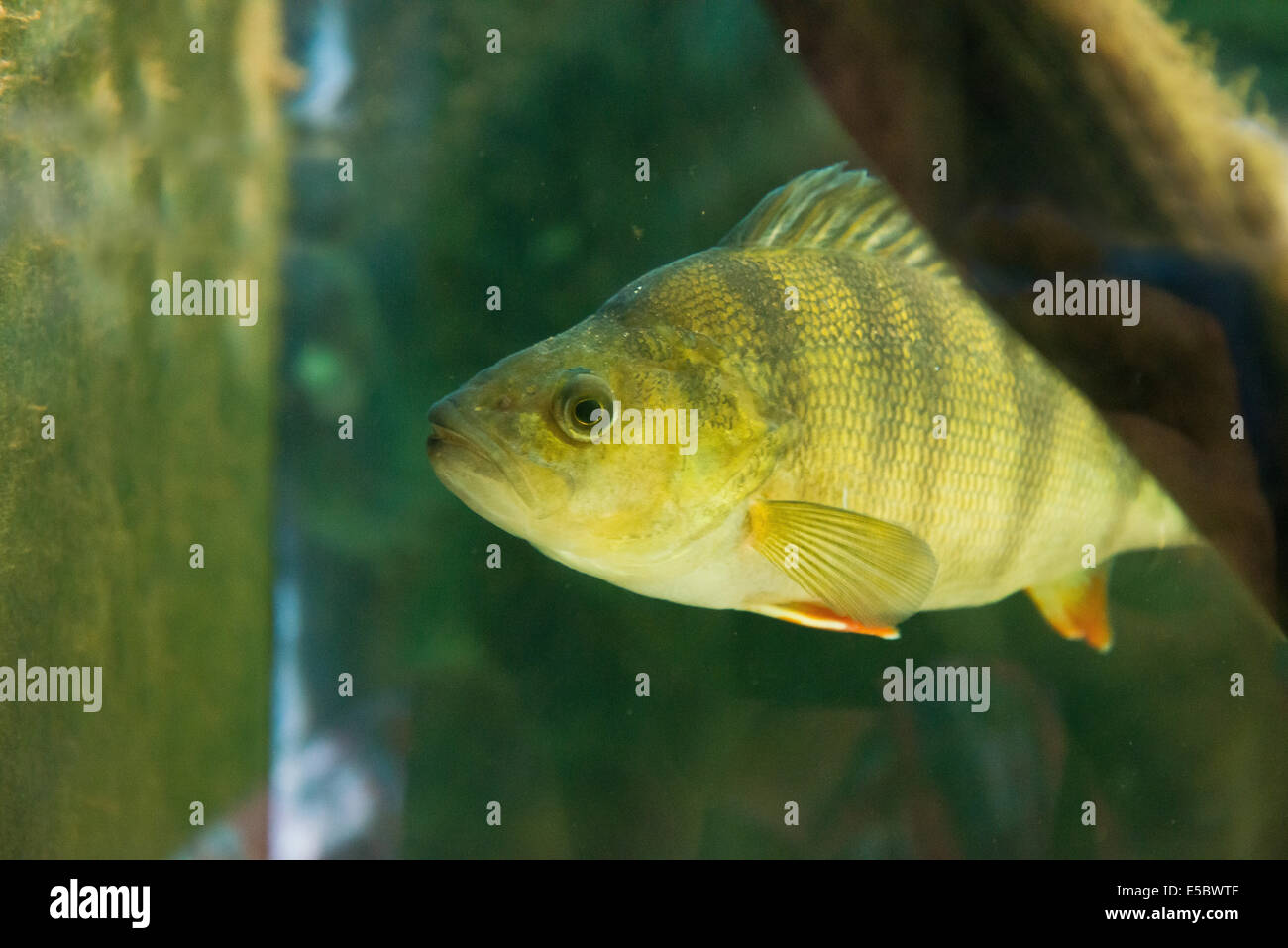 Pesci di acqua dolce - Pesce persico - Perca fluviatilis Foto Stock