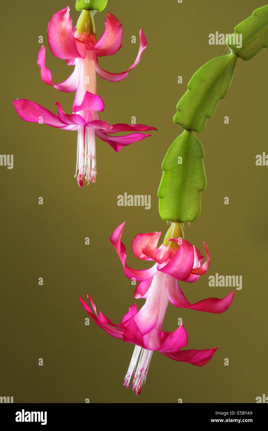 Una vita ancora close-up di Natale o di cactus Zygocactus in fiore. Foto Stock