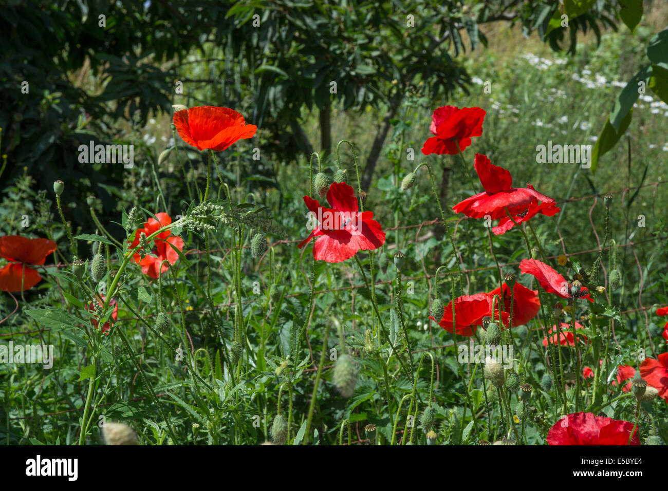 Il papavero prato. Il sud della Svezia nel giugno. Foto Stock