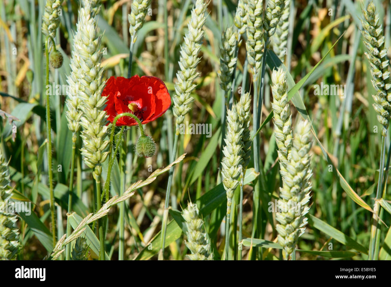 Papavero selvatico nel campo di mais. In Svezia nel giugno. Foto Stock