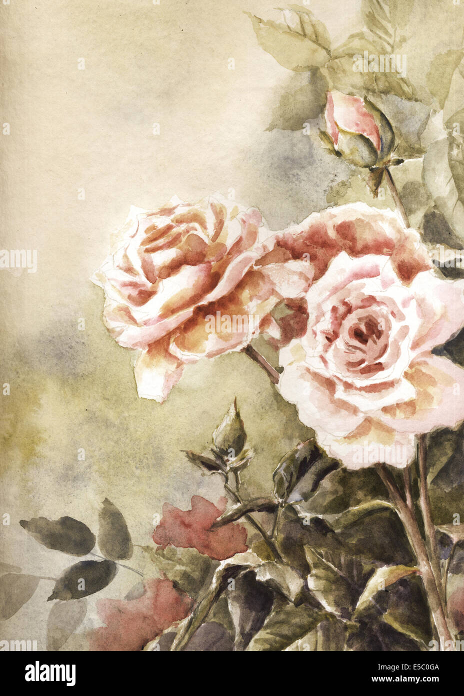 Illustrazione di bellissime piante di rose Foto Stock