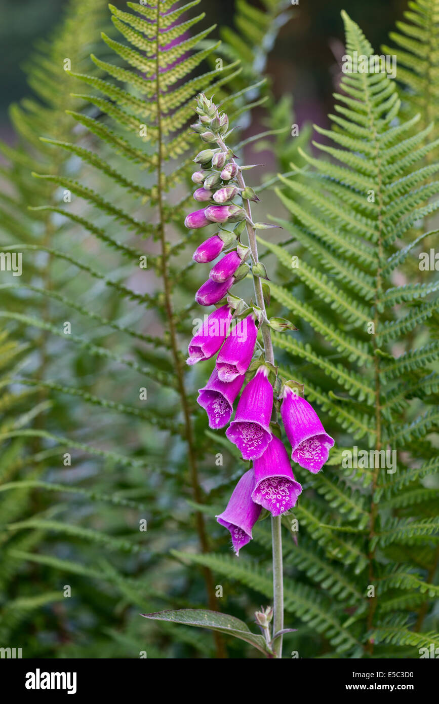 Foxglove in fiore Foto Stock