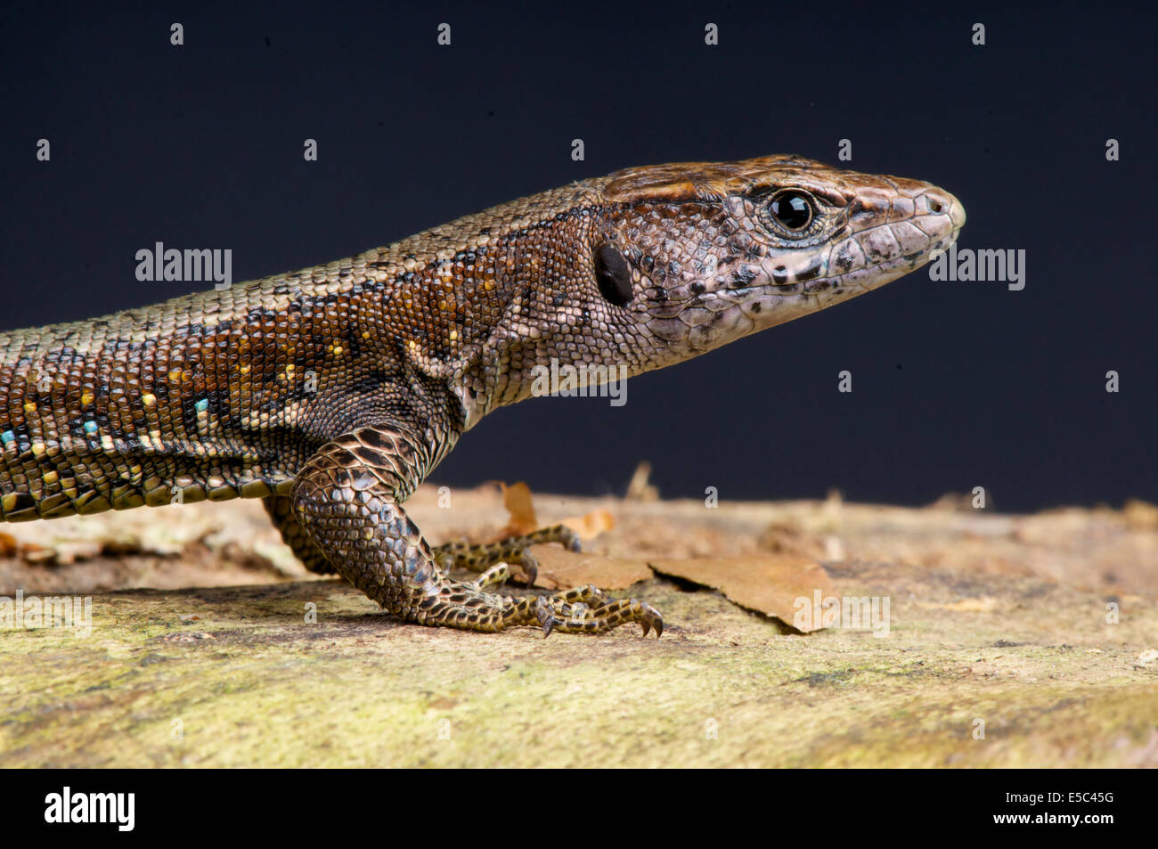Jackson's forest lizard / Adolfus jacksoni Foto Stock