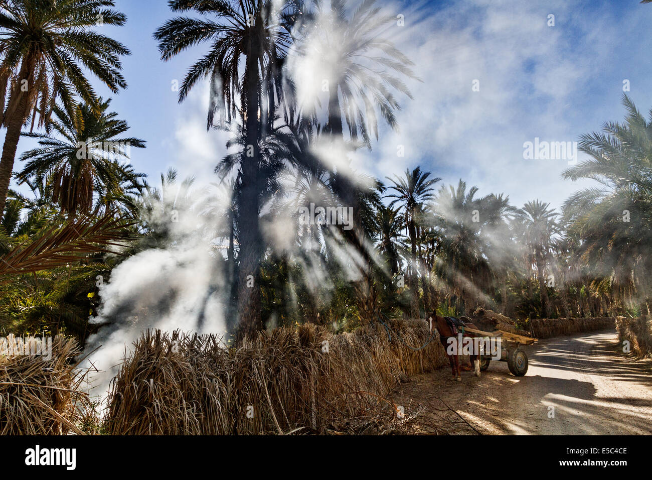 Data Palm Trees nella più grande Oasi di Tozeur in Tunisia Foto Stock