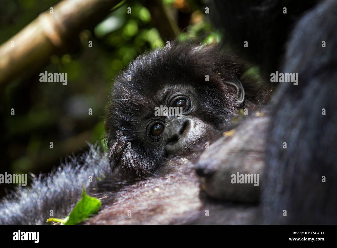 Un ritratto di un bambino gorilla di montagna con la madre (Gorilla beringei beringei), nella catena dei Virunga Ruanda. Foto Stock