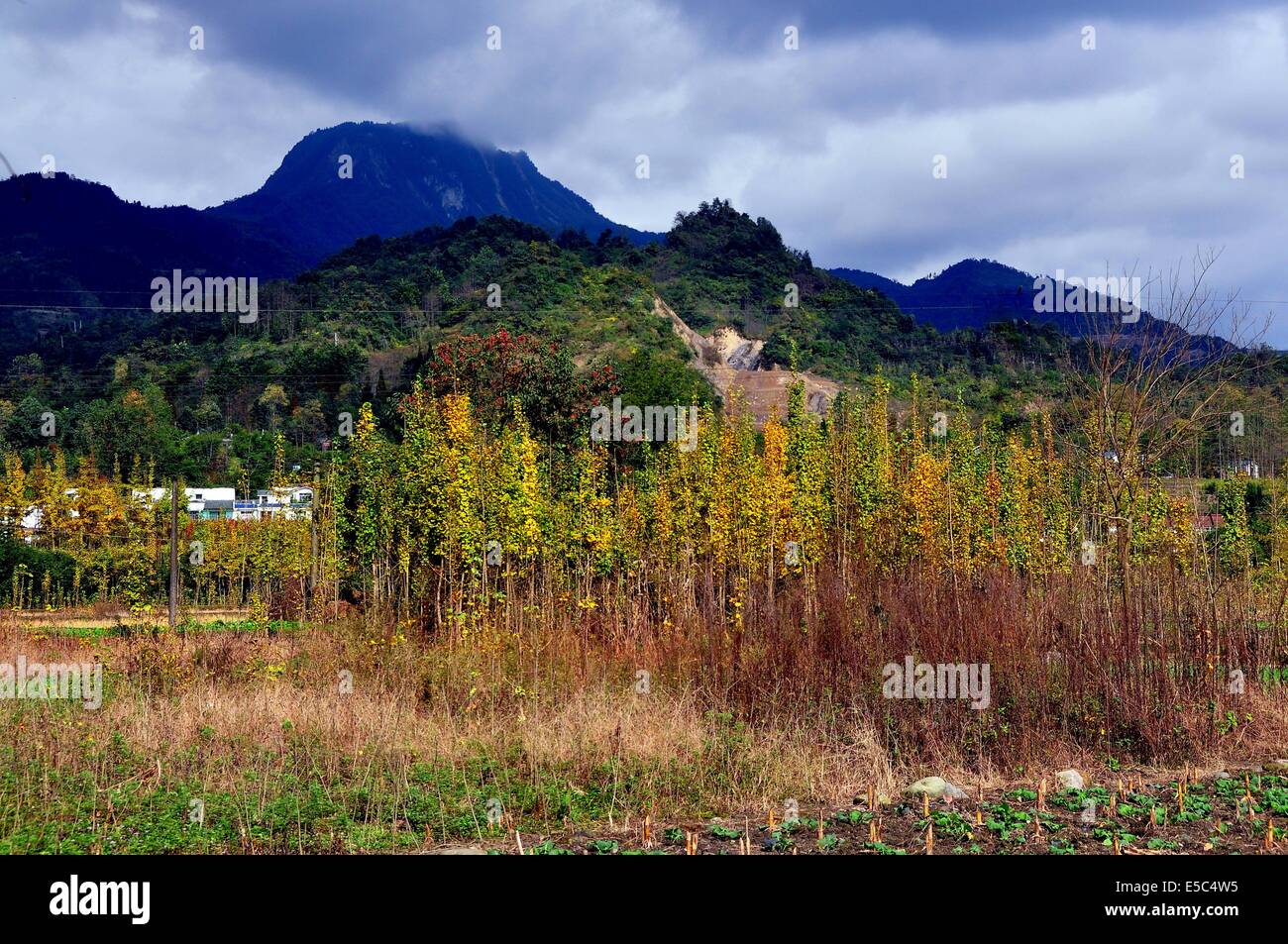 Nella provincia di Sichuan, in Cina: un boschetto di alberi di gingko autunnale con foglie di giallo Foto Stock