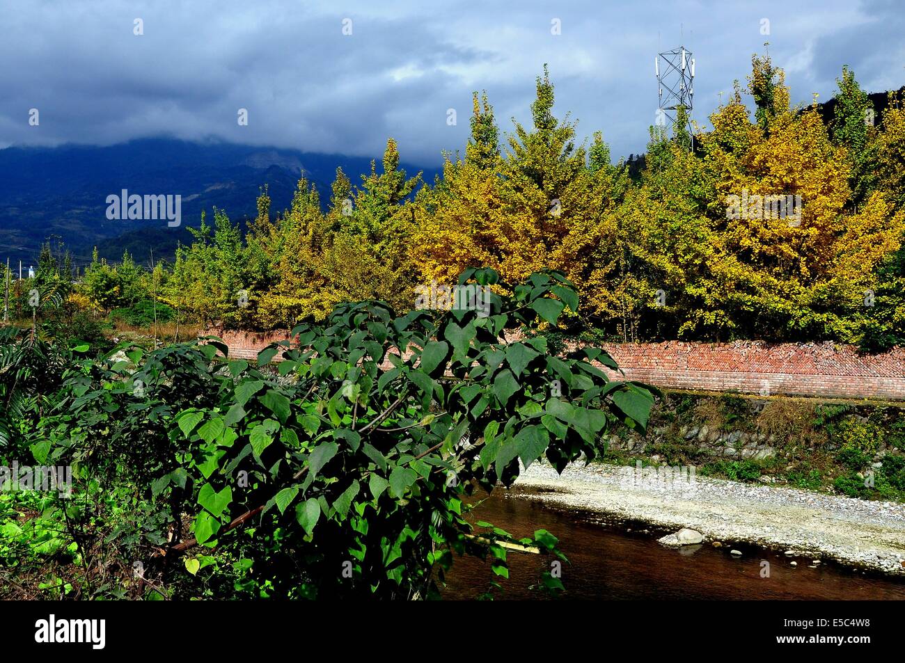 Nella provincia di Sichuan, in Cina: una fila di alberi di gingko, le loro foglie giallo in autunno, la linea di un argine con una cella vicino Torre del telefono Foto Stock