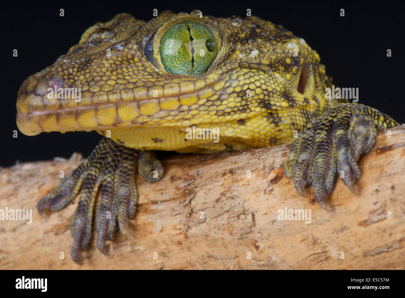 Green-eyed gecko / Gekko smithii Foto Stock