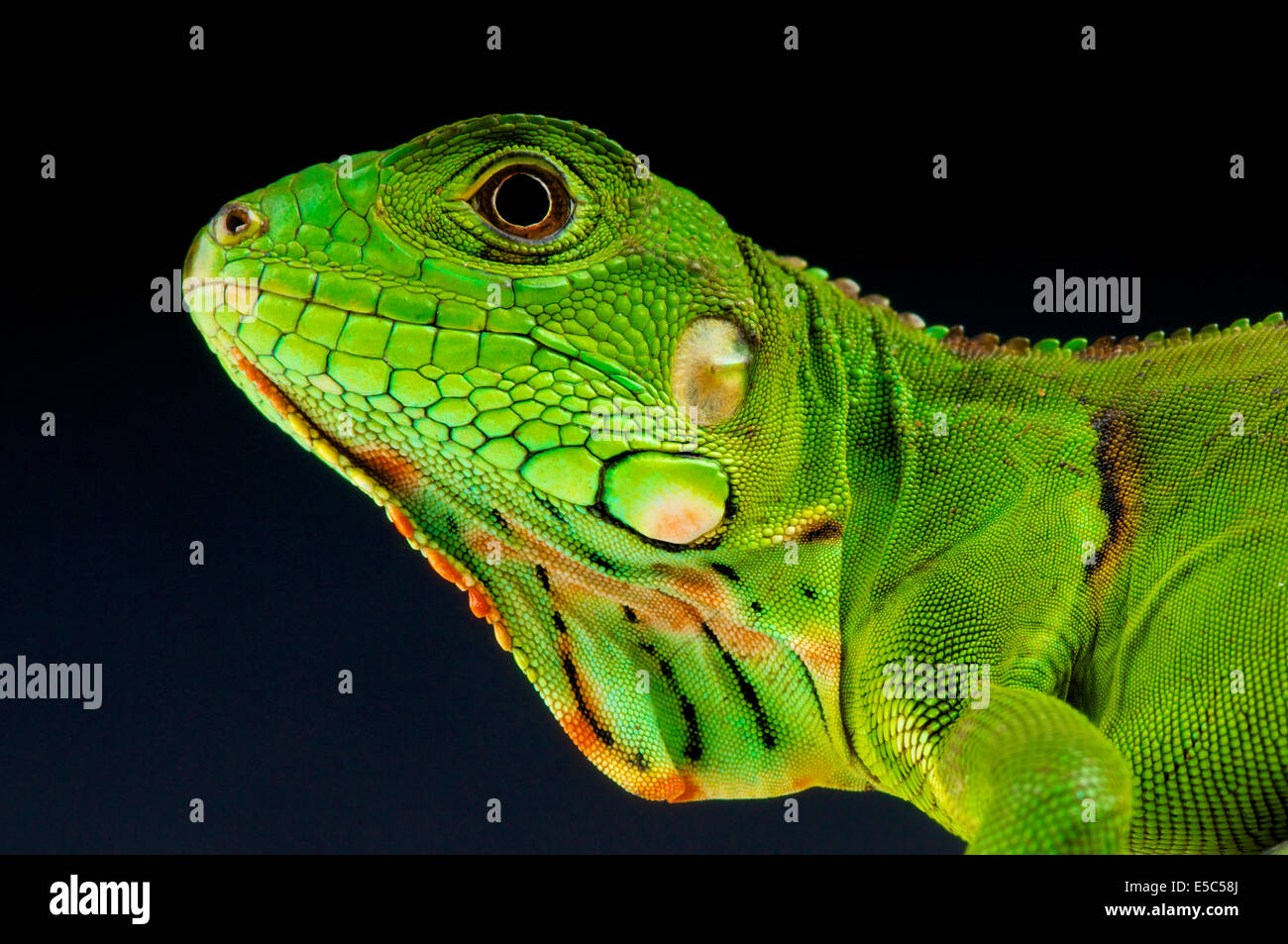 Verde / iguana Iguana iguana Foto Stock