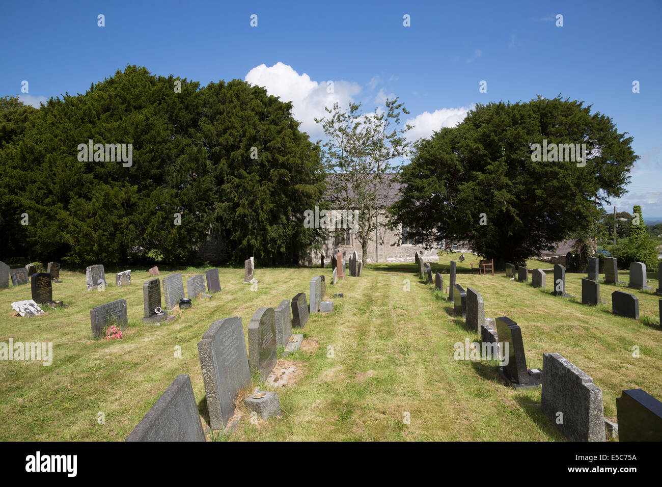 Tassi a Llannefydd chiesa, il Galles del nord. Fondata nel V secolo. Catrin di Breain è ripetutamente sepolto sotto uno degli alberi Foto Stock
